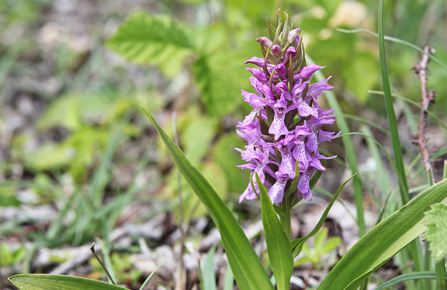 Le patrimoine naturel de Coulimer